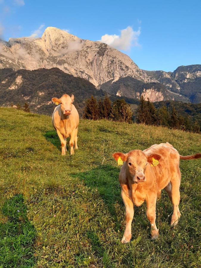 Tourist Farm Zvanc コバリード エクステリア 写真