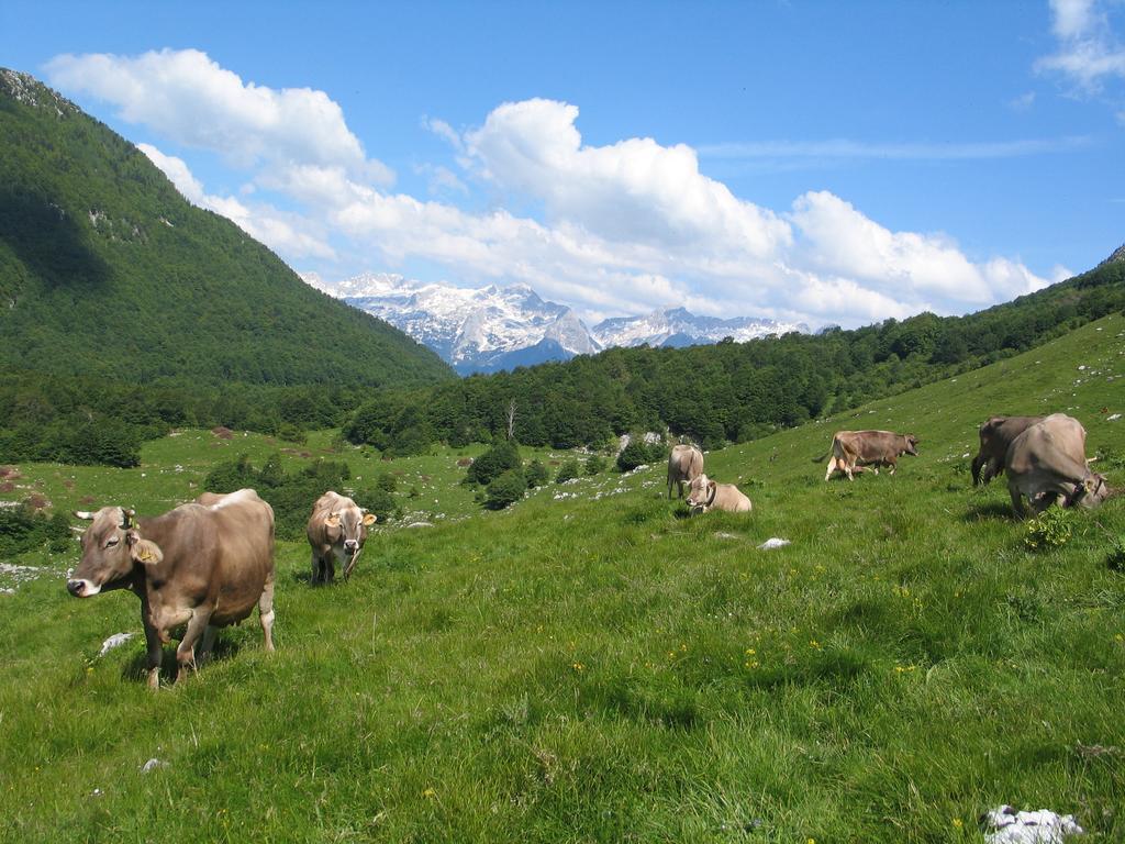 Tourist Farm Zvanc コバリード エクステリア 写真